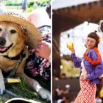During a Festival Season, Why Is CBD Encouraged for Humas AND Dog?